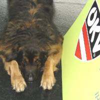 Salzburg Clubschau Mai 06 015 